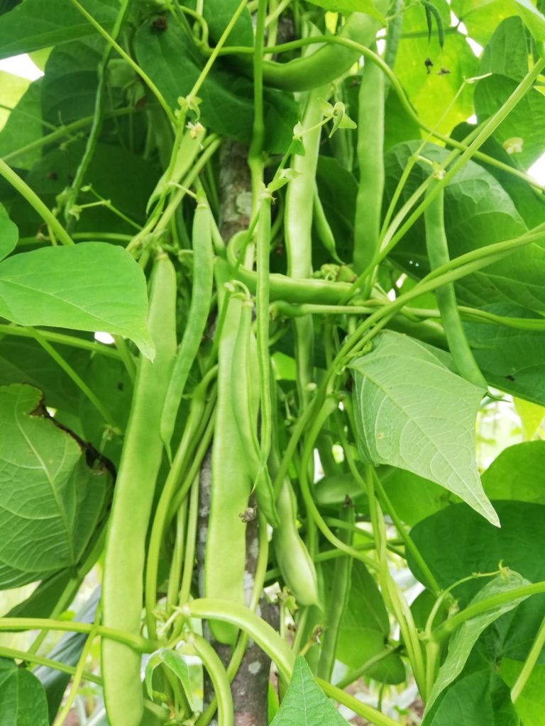 Nebiyan fasülyesi tadıyla bölgenin en ünlü tarım ürünü