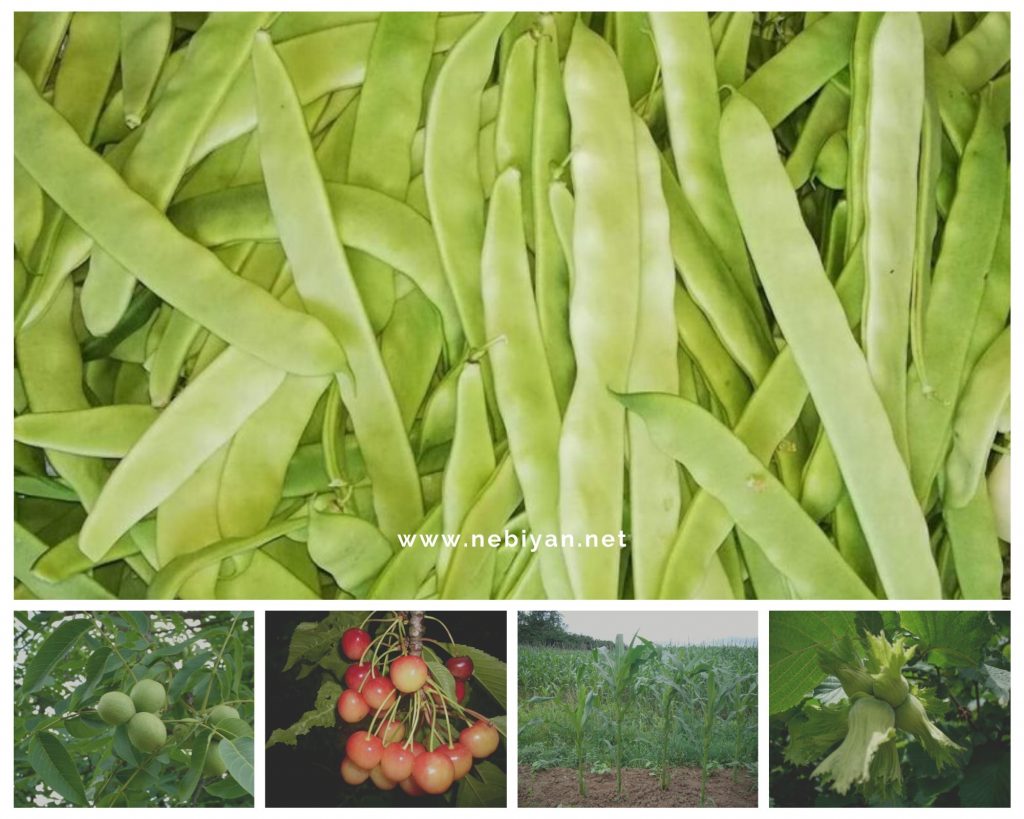 Nebiyan Yaylasında Neler Yetişir