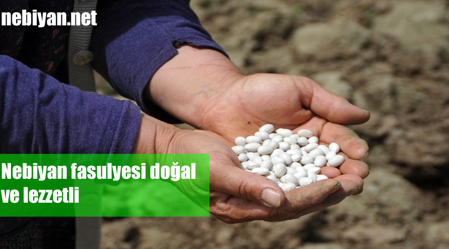 Nebiyan fasulyesi doğal ve lezzetli
