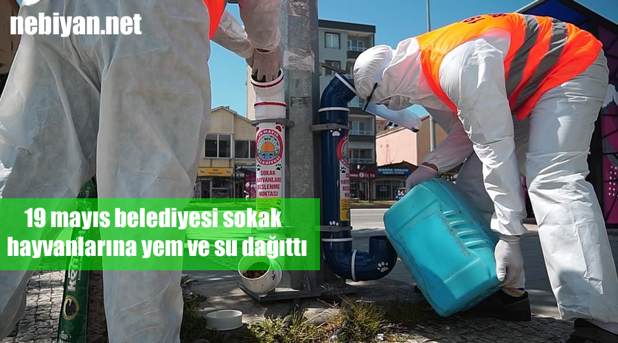 19 mayıs belediyesi sokak hayvanlarına yem ve su dağıttı